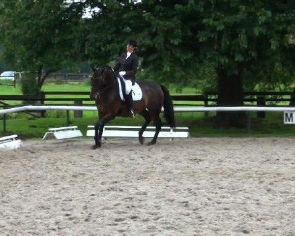 dressage horse Hofrat's Herkules (Hanoverian, 2003, from Hofrat)