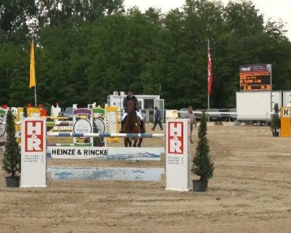 jumper Carlotta (Hanoverian, 2002, from Contendro I) jumper Carlotta (Hanoverian, 2002, from Contendro I)