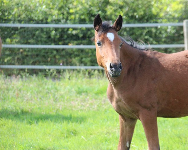 horse Cyclone by Magico (Belgian Warmblood, 2021, from Cyklon Texass)