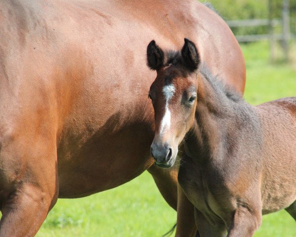 horse Chabéli di Magico (Belgian Warmblood, 2021, from Goliath van de Groenweg)