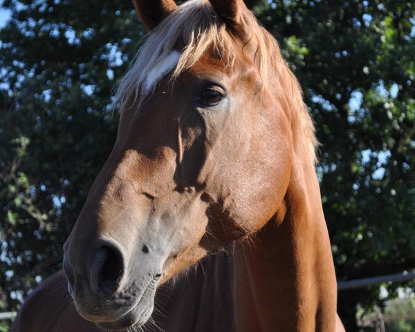 jumper Extra Blond PJ (Hanoverian, 2004, from Embassy I)
