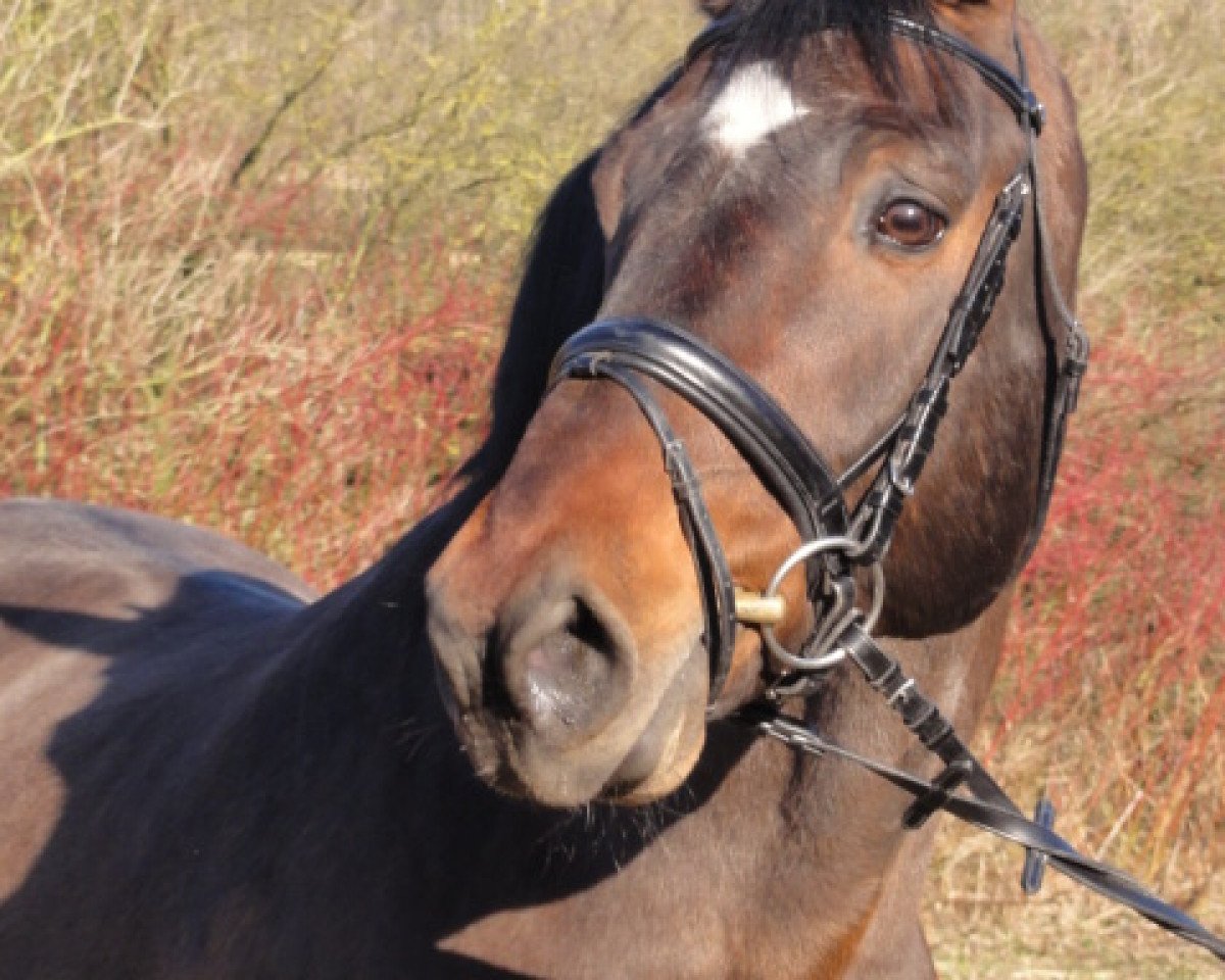 stallion Cassis (Holsteiner, 1988, from Calypso I)