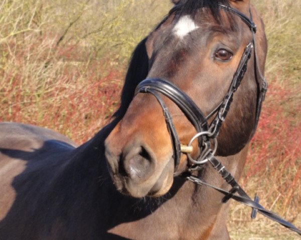 stallion Cassis (Holsteiner, 1988, from Calypso I)