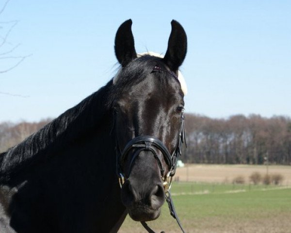 broodmare Dolce Vita M 2 (Westphalian, 2003, from Depardieu 11)