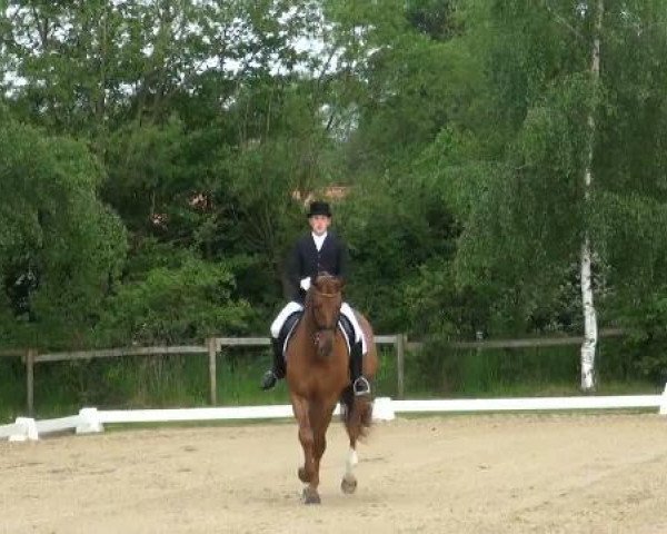dressage horse Dark Dan (Hanoverian, 2006, from Desperados FRH)
