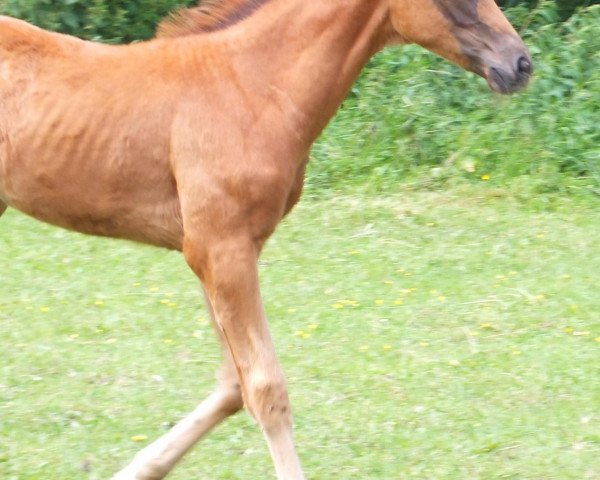 horse Jeronimos (Westphalian, 2012, from Jazzmate)