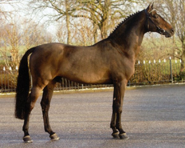 Deckhengst Indoctro (Holsteiner, 1990, von Capitol I)