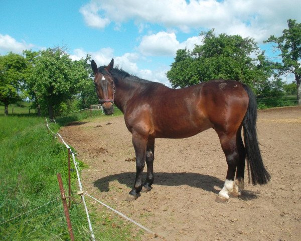 dressage horse Clinton (Heavy Warmblood, 2003, from Celtis)