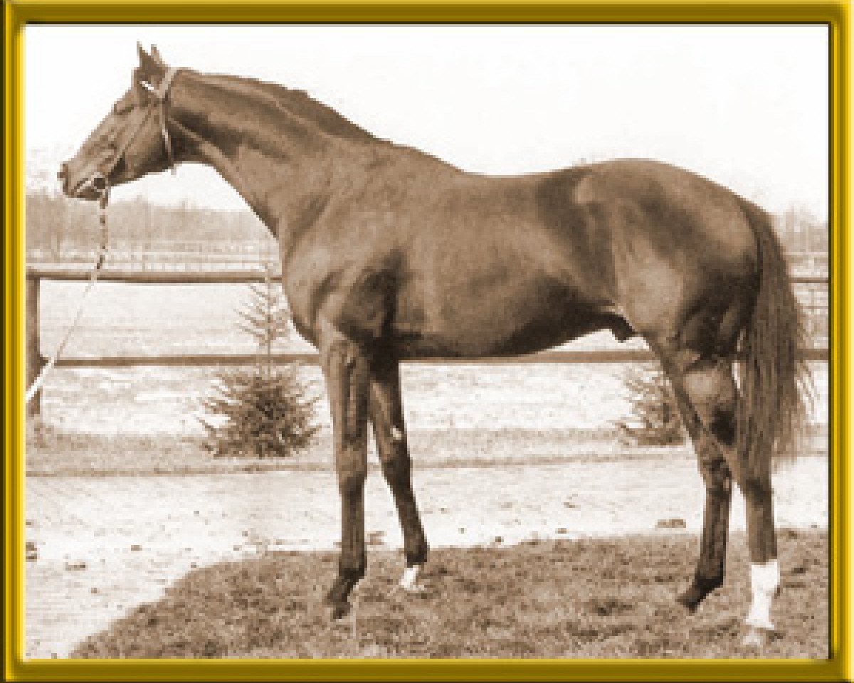 Deckhengst Cardinal xx (Englisches Vollblut, 1964, von Off Key xx)
