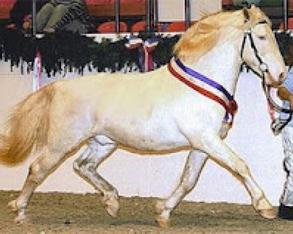 stallion Payaso af Silver (Knabstrupper, 1994, from Poco Mejor Af Silver) stallion Payaso af Silver (Knabstrupper, 1994, from Poco Mejor Af Silver)
