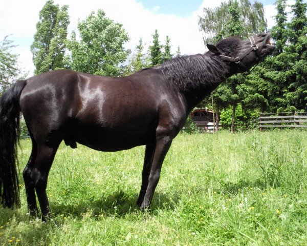 stallion Black Devil (Duelmener, 2002, from Sahib)