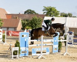 jumper Quidam de Taro (Hanoverian, 2015, from Quidam de Revel)
