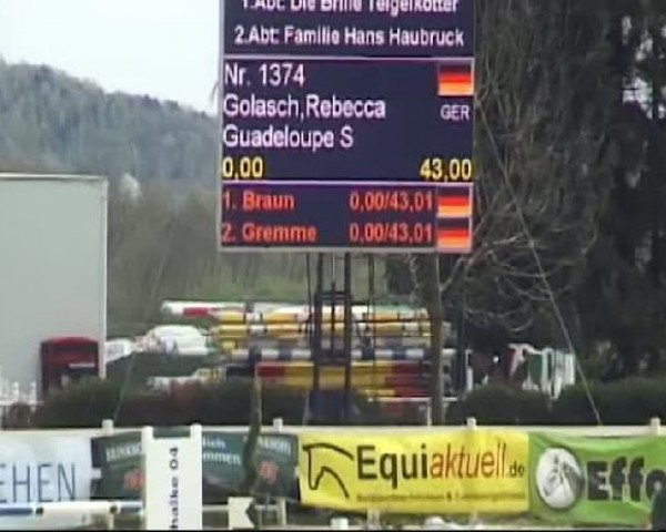 jumper Guadeloupe S (Hessian Warmblood, 2005, from Giorgio)
