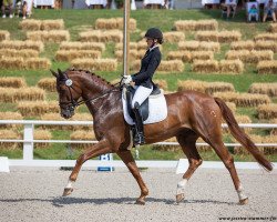 dressage horse Benderry (German Sport Horse, 2017, from Callaho's Benicio)