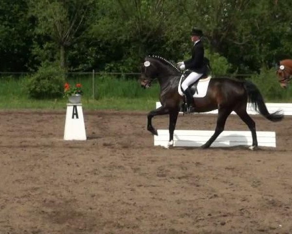 dressage horse Fabiadara Feline L (Hanoverian, 2004, from Fabriano)
