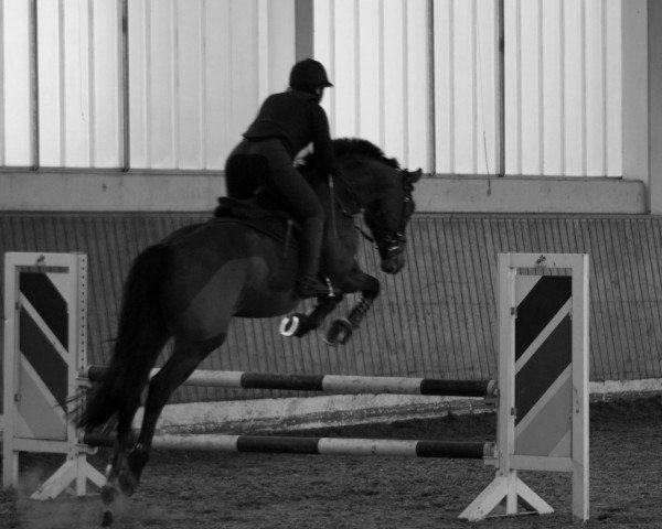 dressage horse San Loredo 2 (Hanoverian, 2003, from San Brasil)