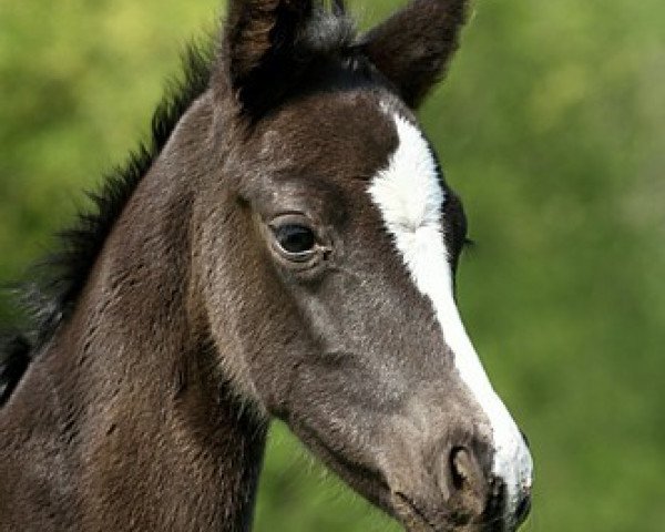 horse Stute von Surprice (Westphalian, 2011, from Surprice)