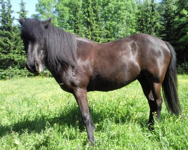 horse Arna vom Kramersbruch (Iceland Horse, 1992, from Alskær frá Reykjavík)