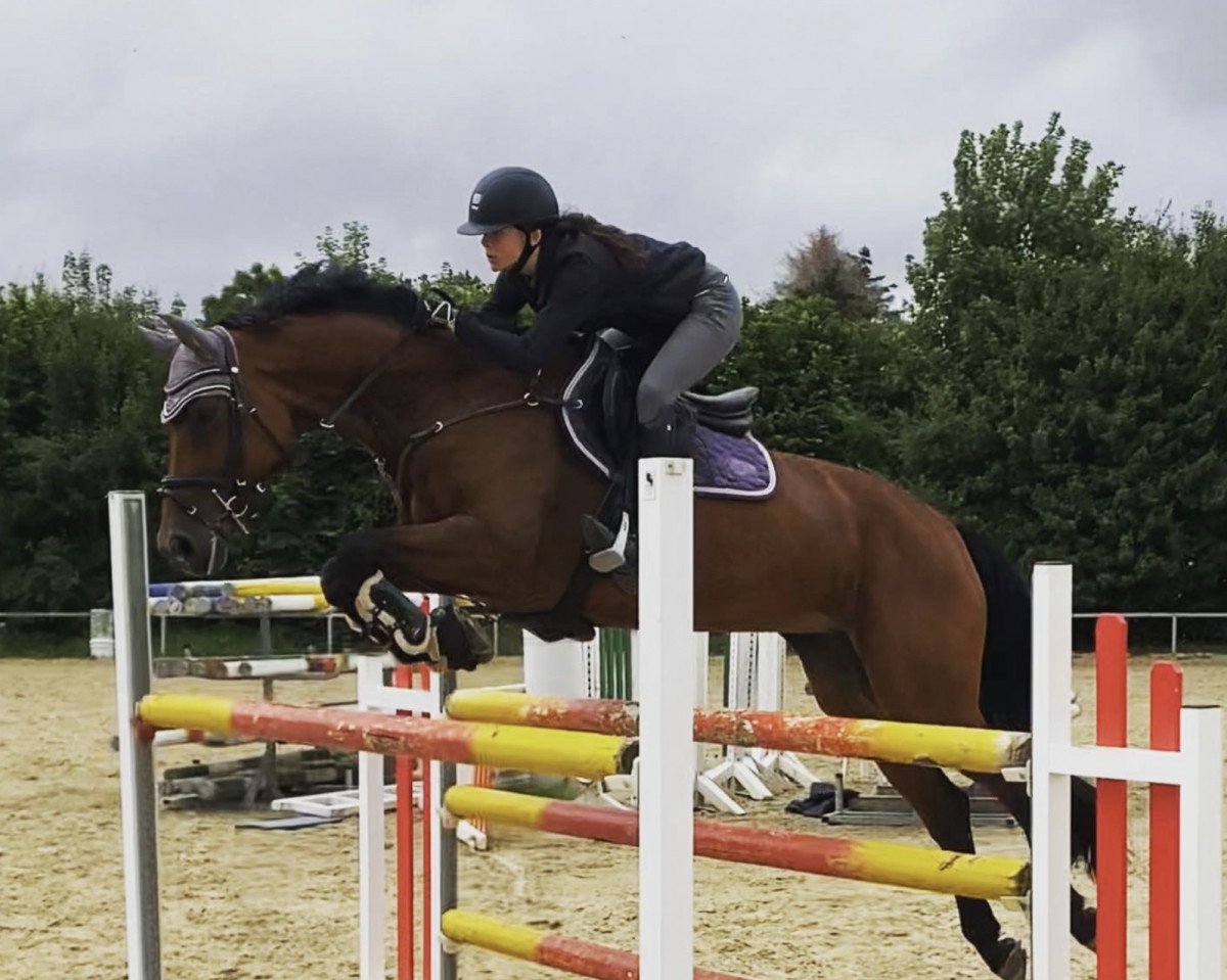 Cavallo da salto Con Pepper P (Oldenburger, 2013, di Con Chello)