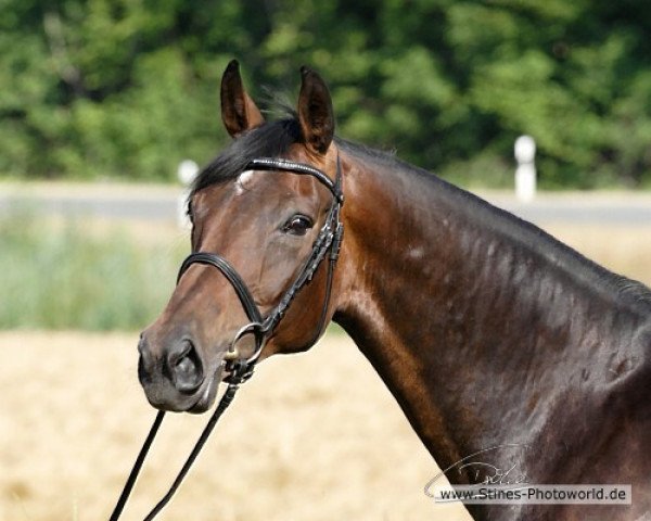 broodmare Darwinja (Westphalian, 2000, from Don Bedo I)