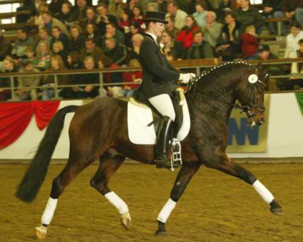 Deckhengst Chantre B (Deutsches Reitpony, 1991, von Catherston Night Safe)