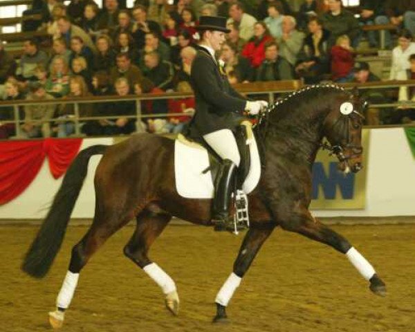 Deckhengst Chantre B (Deutsches Reitpony, 1991, von Catherston Night Safe)