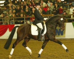 Deckhengst Chantre B (Deutsches Reitpony, 1991, von Catherston Night Safe)