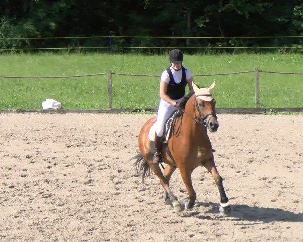 Reitturnier Gossau 2022