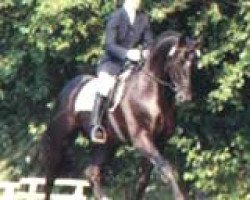 stallion Rubinstern Noir (Hessian Warmblood, 1992, from Rubinstein I)