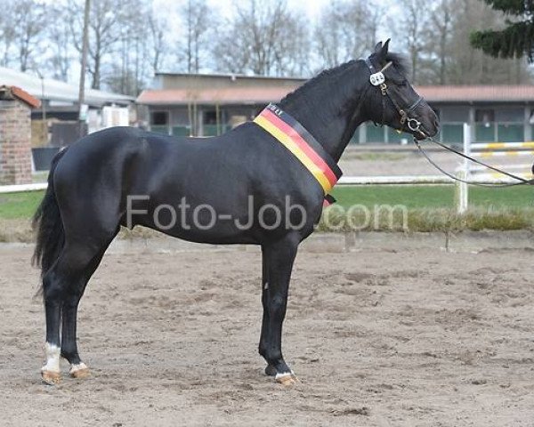 Pferd Vognmandgårdens Bentley (New-Forest-Pony, 2009, von Kantje's Valentijn)