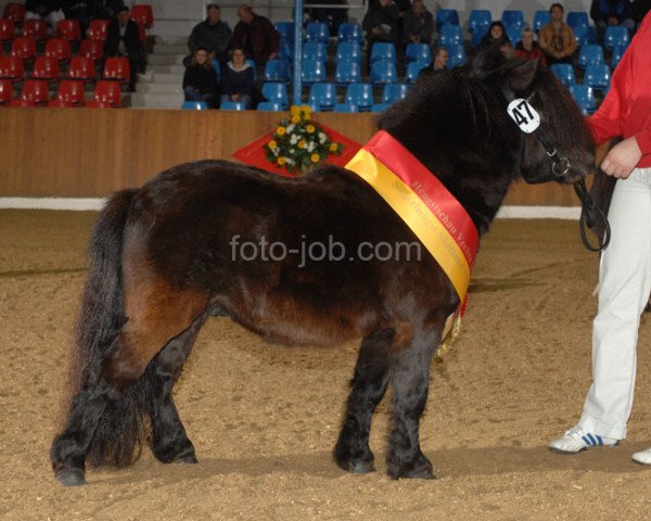 Deckhengst Aber Hallo E (Shetland Pony (unter 87 cm), 2002, von Adam van Spuitjesdom)