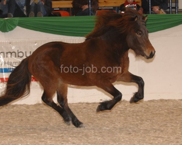 stallion Léttfeti vom Störtal (Iceland Horse, 2005, from Tonn fra Audsholtshjaleigu)