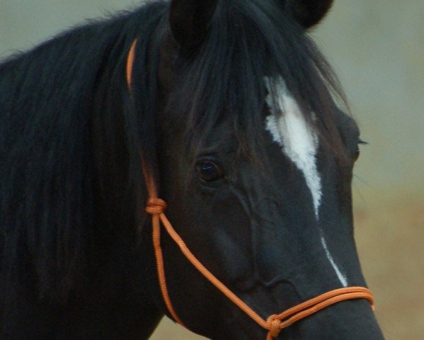 broodmare Habanera (Oldenburg, 2007, from Hochadel)