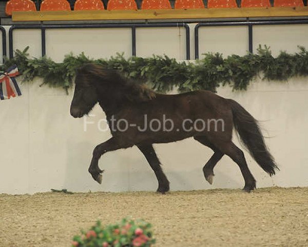 horse Saefari von Heidmoor (Iceland Horse, 2008, from Garpur von Carlshoj) horse Saefari von Heidmoor (Iceland Horse, 2008, from Garpur von Carlshoj)