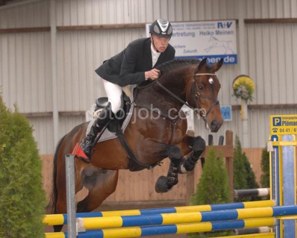 stallion Charming Boy 38 (Holsteiner, 2002, from Contendro I)