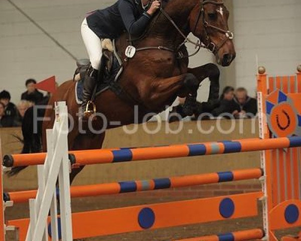 jumper Call me Tiger 4 (Holsteiner, 2005, from Contact Me)