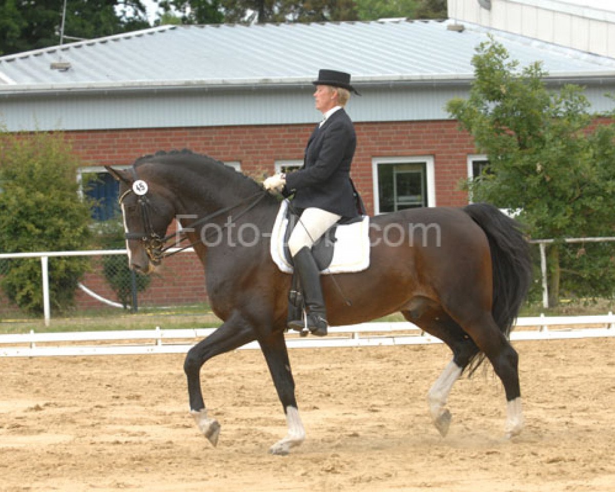 Dressurpferd Assai Secondo (Holsteiner, 1995, von Alcatraz 1092 SWE)