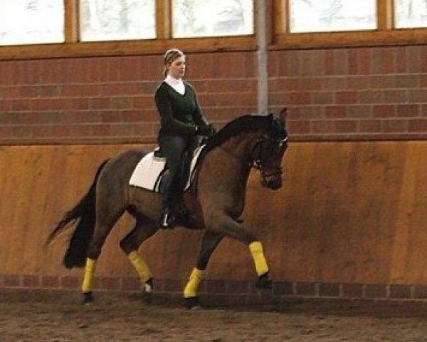 Dressurpferd Terrano (Deutsches Reitpony, 2004, von Timberland)