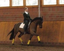dressage horse Terrano (German Riding Pony, 2004, from Timberland)