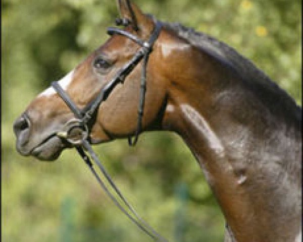 Stallion Ruisador (Hanoverian, 2000, from Riccione)