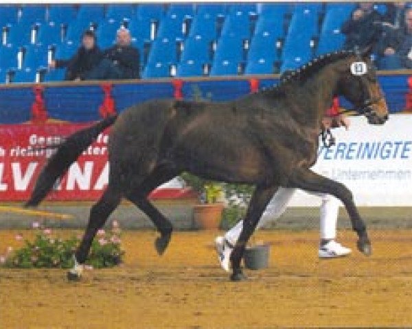 stallion Samba Ole (Brandenburg, 2002, from Samba Hit I) stallion Samba Ole (Brandenburg, 2002, from Samba Hit I)