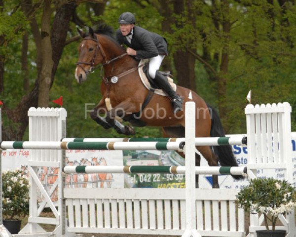 Springpferd Santana 484 (KWPN (Niederländisches Warmblut), 1997, von Kenwood)