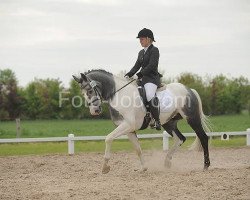 dressage horse Silver Convention AS (Pinto / Hunter, 2007, from Showtime)