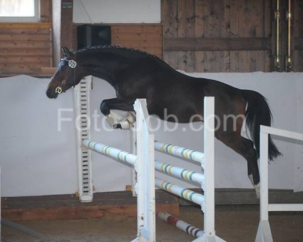 stallion New Seven Mountain Natan (German Riding Pony,  , from New Classico)