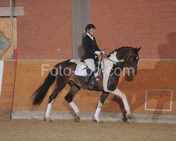stallion Celebration AS (Pinto / Small Riding Horse, 2006, from Showtime)