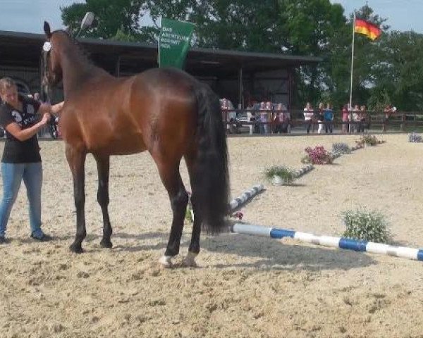 horse Stute D Nr. 66 (Westphalian, 2009, from Cayetano L)