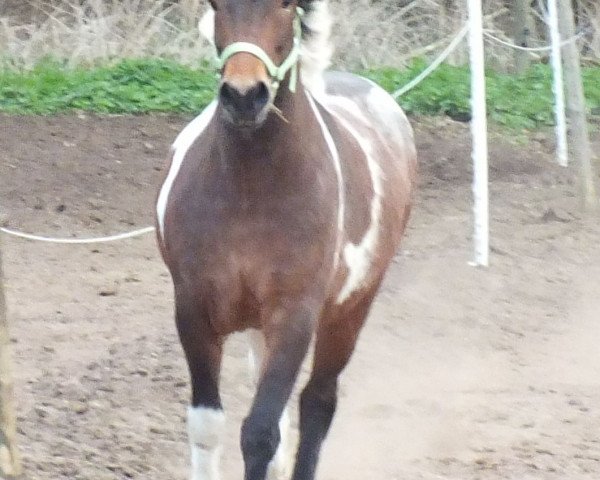 broodmare Freydís von Roetgen (Iceland Horse, 2001, from Fjölnir von Chur)