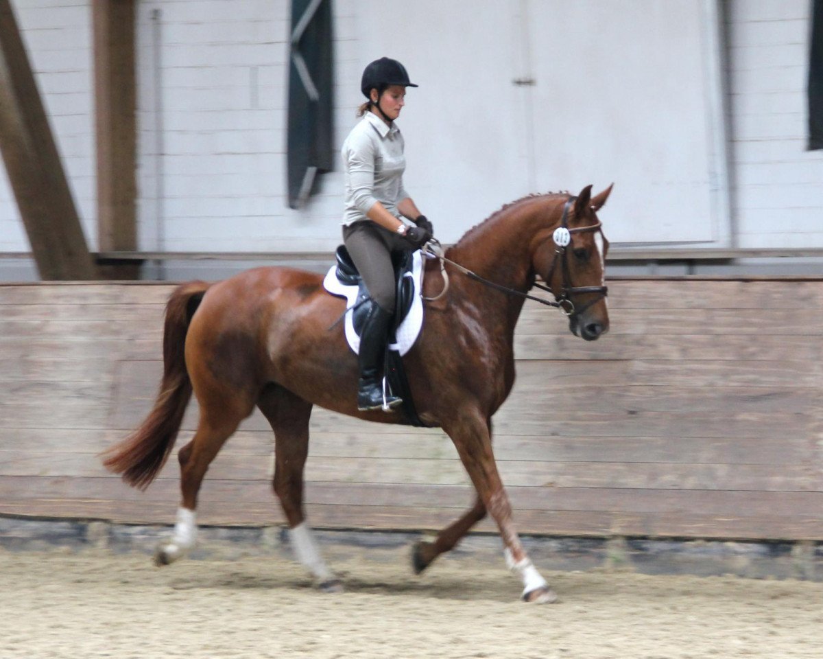 broodmare Priana M (Westphalian, 2009, from Priano)
