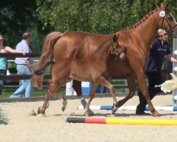 jumper Le Monsieur Lars S (Westphalian, 2012, from Larson)