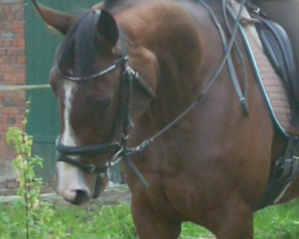 Pferd Ziza xx (Englisches Vollblut, 2008, von Noroit xx)